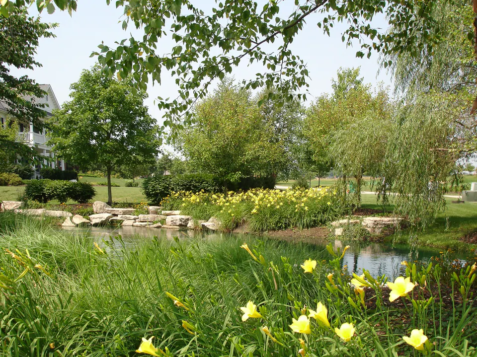 Pond edge planting with yellow flowers, ornamental grasses, boulders, lawn, trees, and water